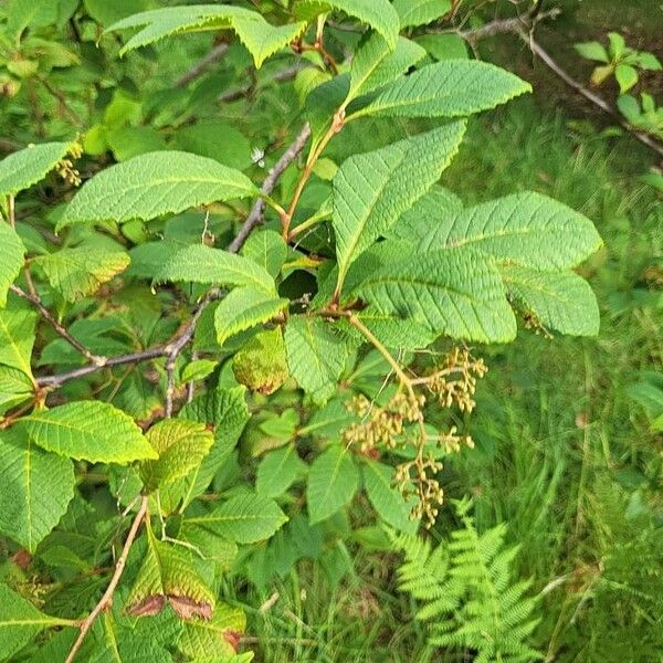 Meliosma flexuosa Flower