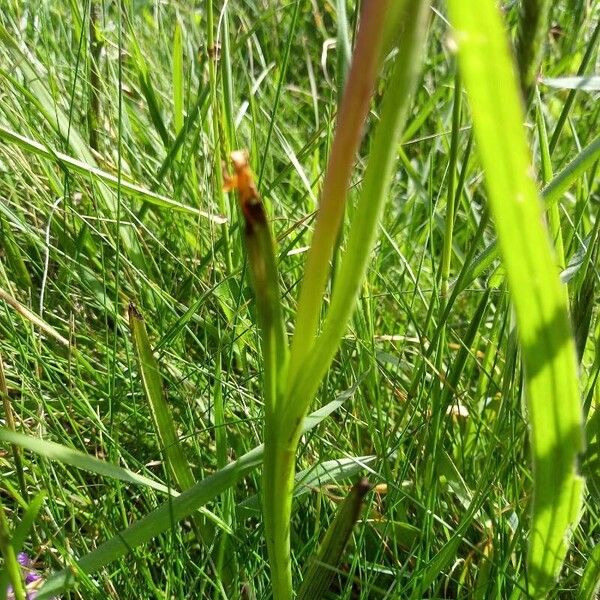 Anacamptis morio Yaprak