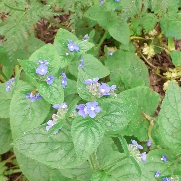 Pentaglottis sempervirens Flor