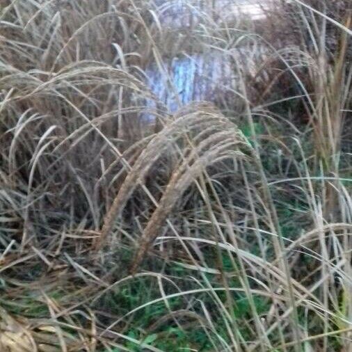 Miscanthus sinensis 果実