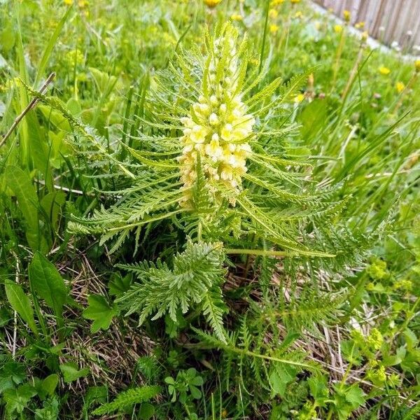 Pedicularis foliosa Çiçek