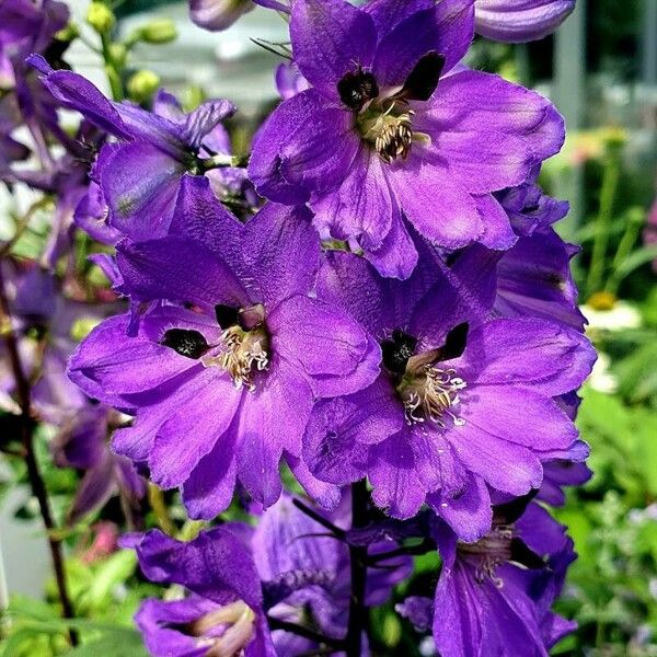 Delphinium elatum 花