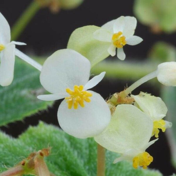 Begonia hirtella Cvet