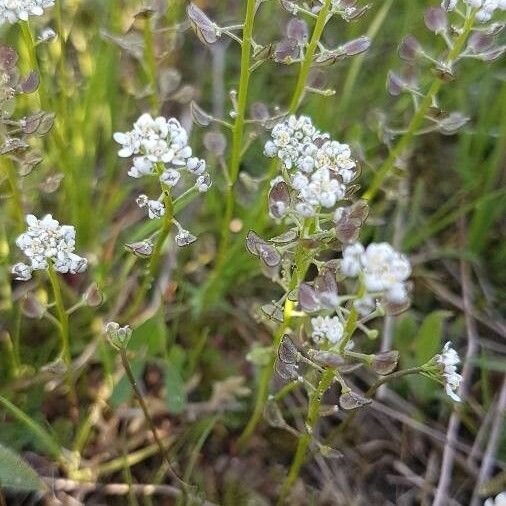 Teesdalia coronopifolia Λουλούδι