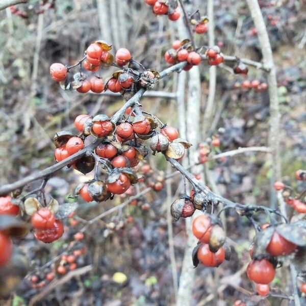 Celastrus scandens Plod