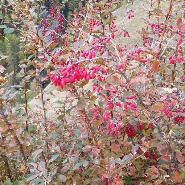 Berberis vulgaris Frugt