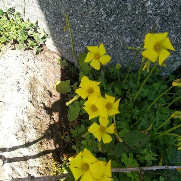 Oxalis pes-caprae Цвят