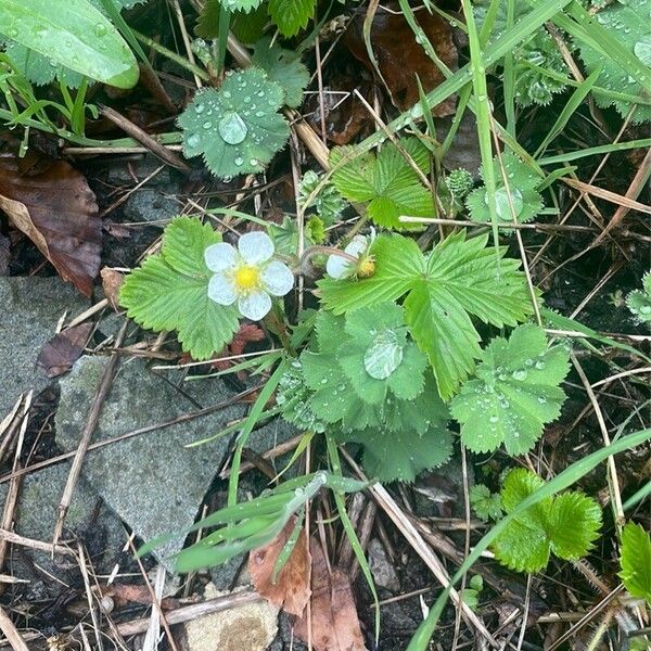 Fragaria viridis Habitat