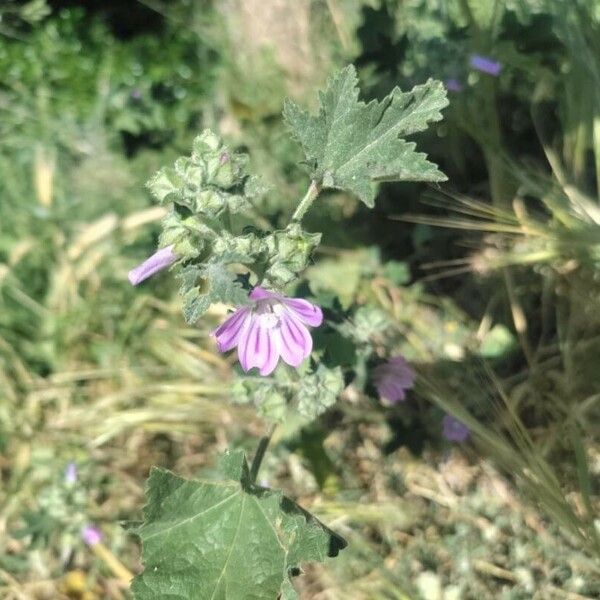 Malva multiflora Λουλούδι