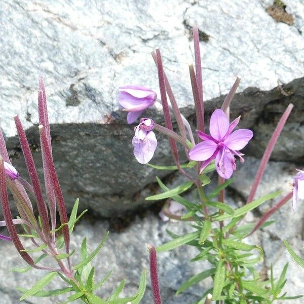 Epilobium dodonaei Fruit