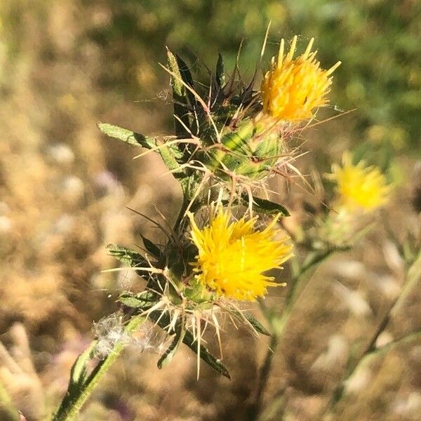 Centaurea melitensis Blüte