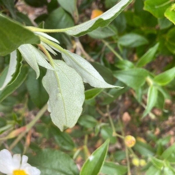Cistus laurifolius Leaf