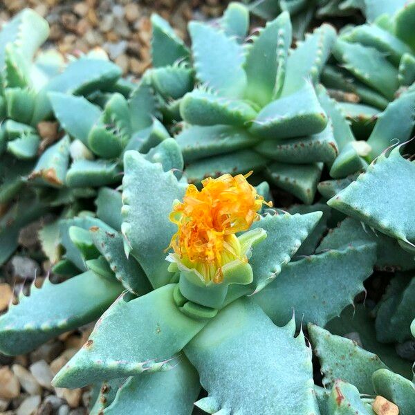 Faucaria tigrina Habitus