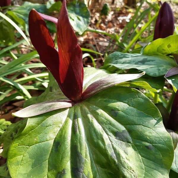 Trillium kurabayashii Flower