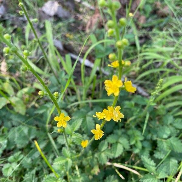 Agrimonia eupatoria Fiore