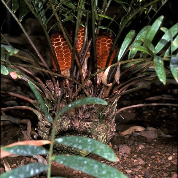 Zamia pumila Vaisius