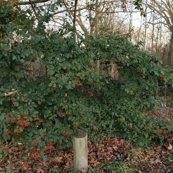 Cotoneaster coriaceus ശീലം