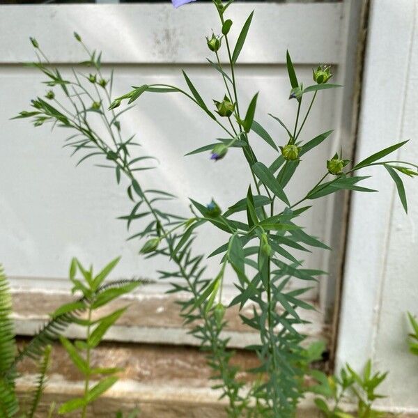 Linum usitatissimum Habitus