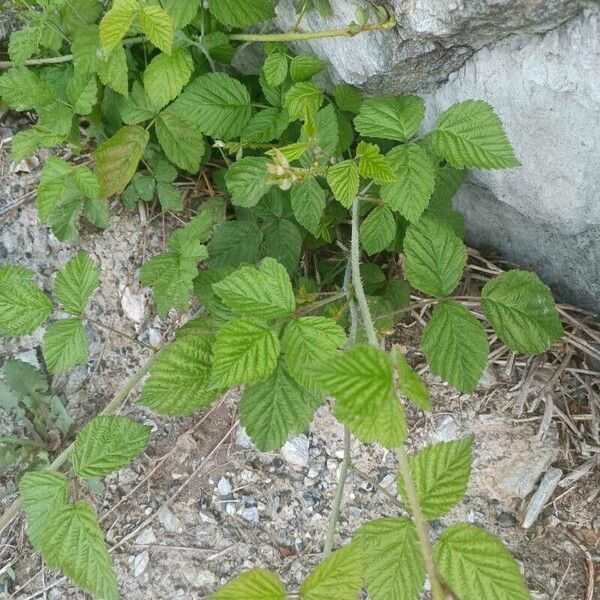 Rubus pruinosus পাতা