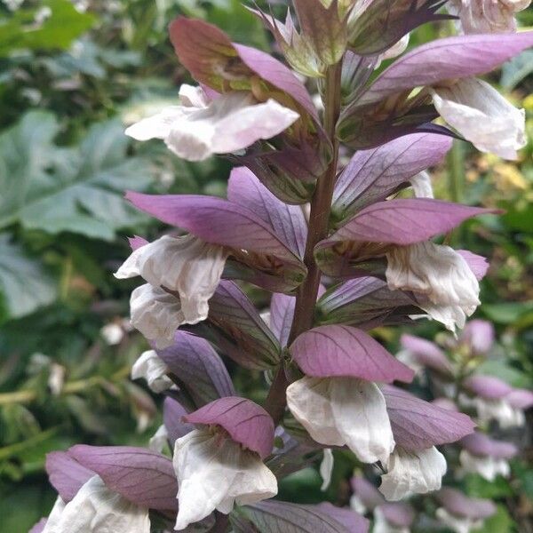 Acanthus spinosus Květ