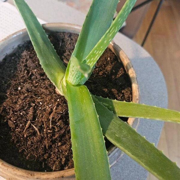 Aloe vera Blad