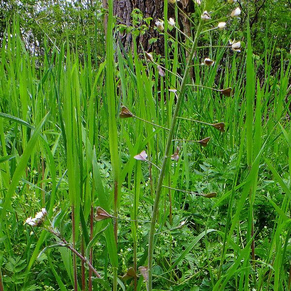 Capsella bursa-pastoris Fruit