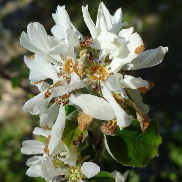 Amelanchier ovalis Flor