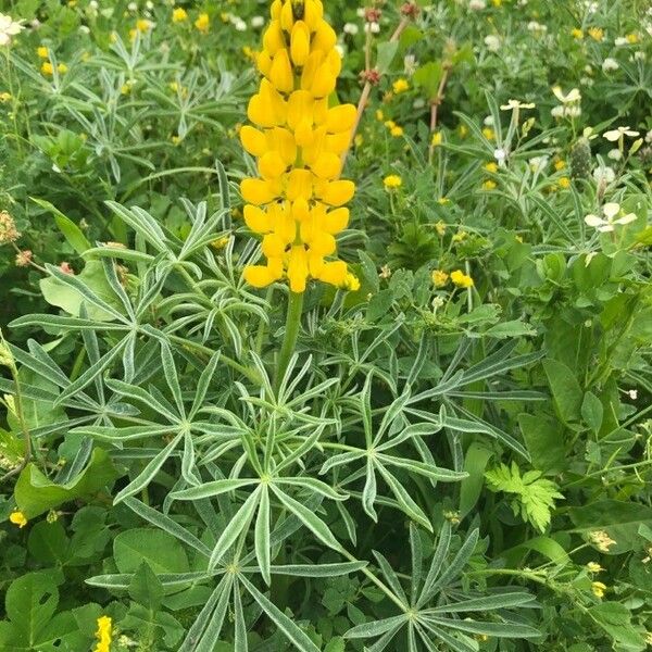 Lupinus luteus Feuille