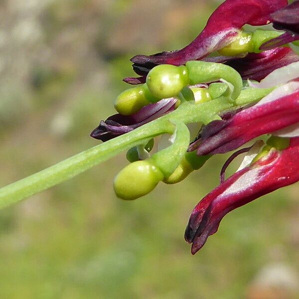 Fumaria capreolata Fruit