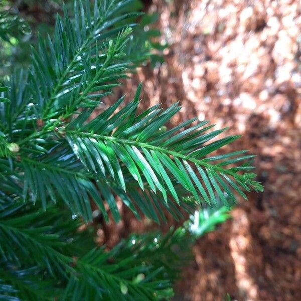 Sequoia sempervirens ഇല