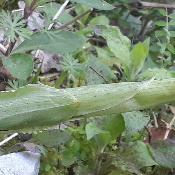 Orchis italica Casca