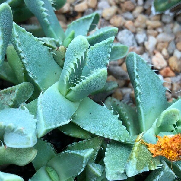 Faucaria tigrina Habitus