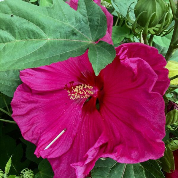 Hibiscus moscheutos Flower