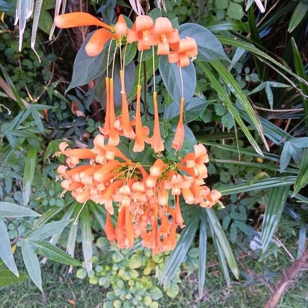 Pyrostegia venusta Fleur