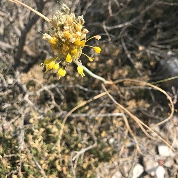 Allium flavum फूल