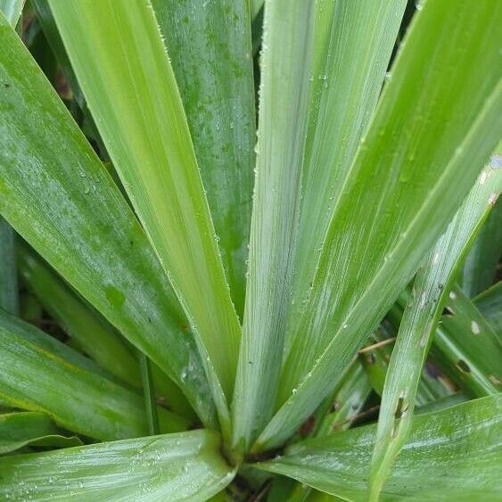 Beschorneria yuccoides Leaf