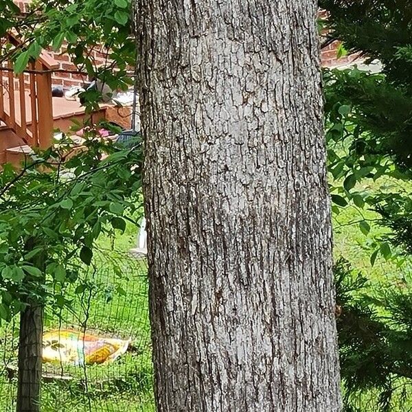 Quercus stellata Bark