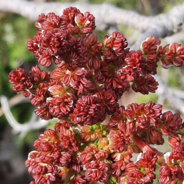 Pistacia terebinthus Flor