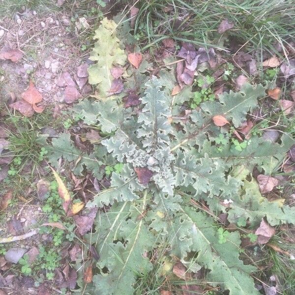 Verbascum sinuatum Leaf