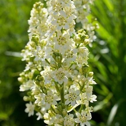 Melanthium virginicum Flower