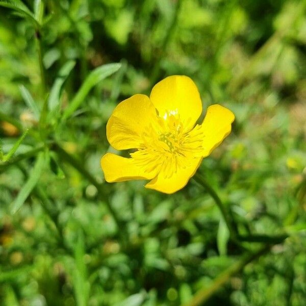 Ranunculus macrophyllus Cvet