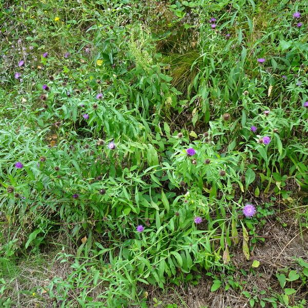 Centaurea nigra 整株植物