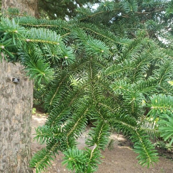 Abies homolepis Folha