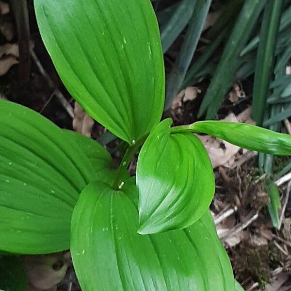 Polygonatum latifolium 葉