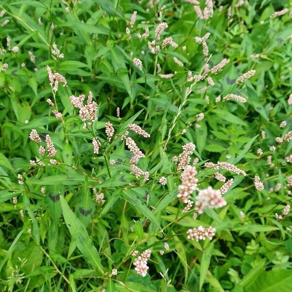 Persicaria maculosa Leaf