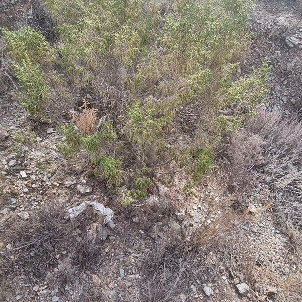 Juniperus phoenicea Elinympäristö