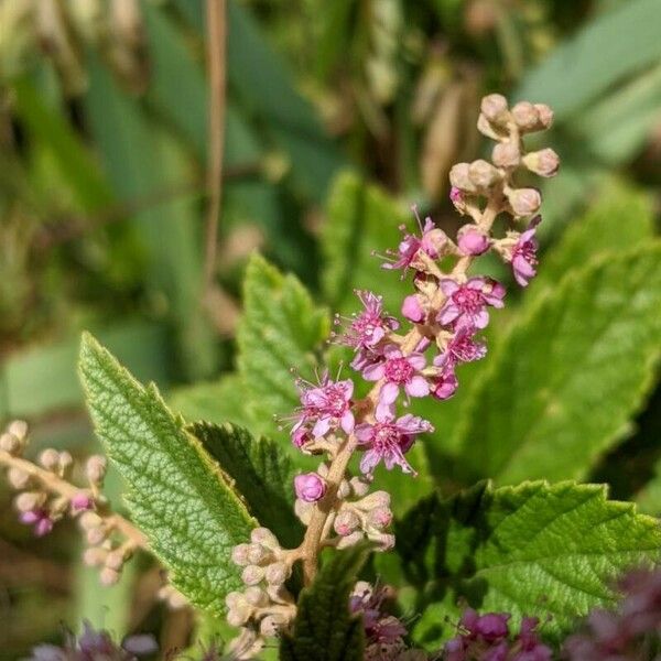 Spiraea tomentosa Floare