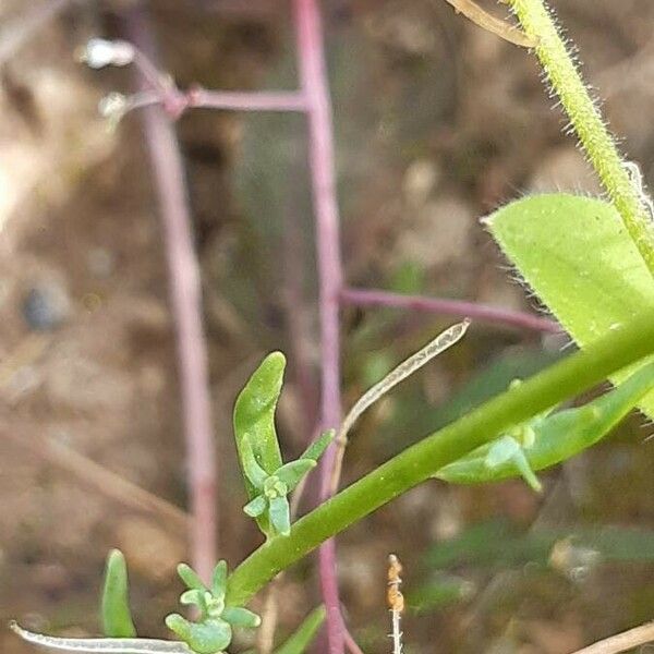 Linaria arvensis List