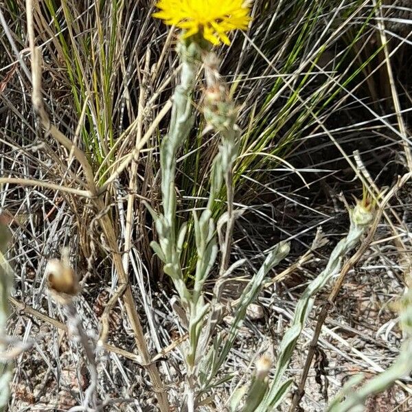 Centaurea solstitialis आदत