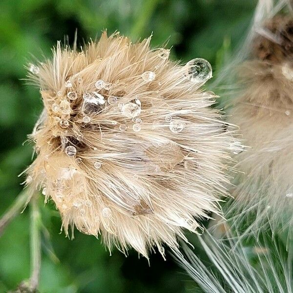 Cirsium arvense Fruit